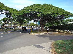 左手がジェファーソン小学校