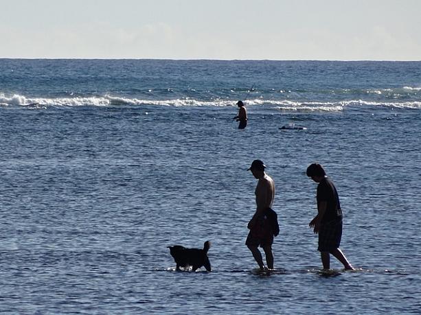 ハワイではワンちゃんのお散歩も海の中で!? 干潮ならではの光景です！