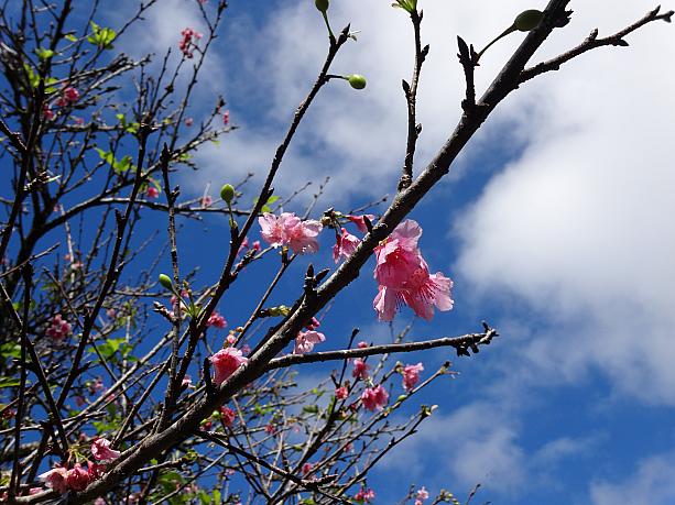 ワヒアワの桜は、1950年代、地元の日系市民協会が、沖縄の名護から取り寄せた琉球緋寒桜。下を向いた釣り鐘形なんです。