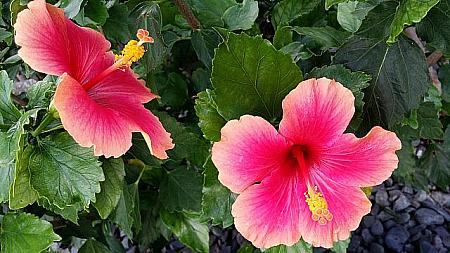 日差しが強いせいか、ハワイの花たちがいっそう鮮やかに目に飛び込んできます。