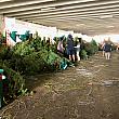 今年は例年になく、生のクリスマスツリーが売り切れるのが早かったとのニュースが。12月半ば前には、クリスマスツリーの専門テント販売店や、ホームセンターからツリーが消えてしまいました。