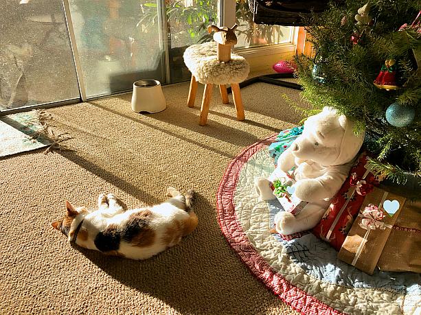 こちらは生木を飾ったローカルのお宅。飼い猫ちゃんが心地好さそうに日向ぼっこ中。幸せそうです。どうぞ皆さまも、ハッピーホリデー！