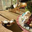 こちらは生木を飾ったローカルのお宅。飼い猫ちゃんが心地好さそうに日向ぼっこ中。幸せそうです。どうぞ皆さまも、ハッピーホリデー！