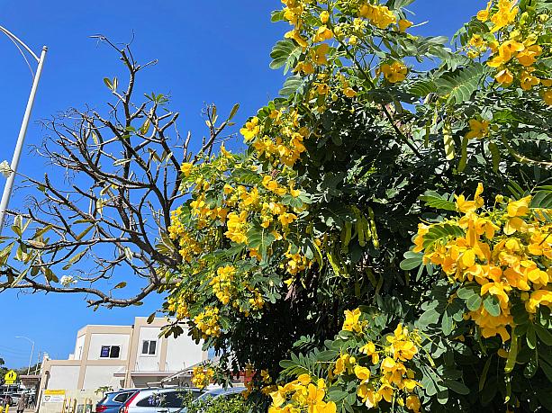 先々週（2021-04-05）のほっとハワイから引き続いてのモンサラット・アベニュー・シリーズとりあえずの最終回！通り沿いはお店のチェックだけじゃなく、鮮やかな木々や花々を眺めるのも楽しいんです。