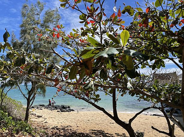 自然の木々に囲まれたゆったりとしたワイマナロの海辺。ハワイにいる幸せを実感するひとときです。