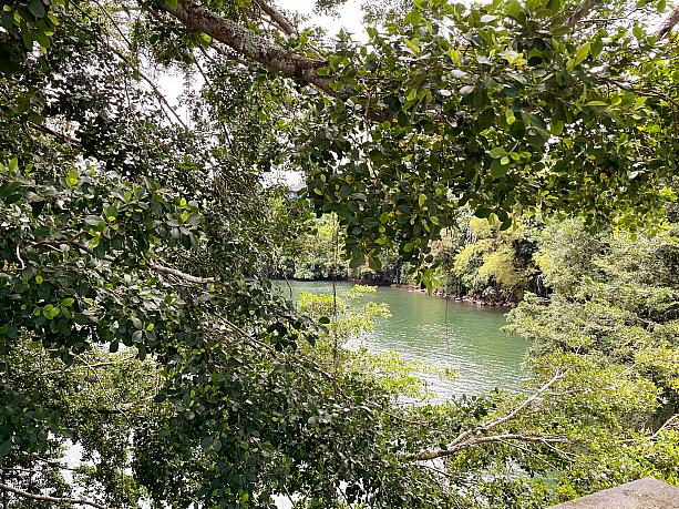 木々や草の緑に囲まれてワイルク川の水面も緑。