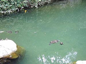 何かいるかな？と思って池の淵を歩いてみると、錦鯉や亀などが泳いでいました。亀が3匹顔を寄せ合って何やらヒソヒソ。｢あ、あれ香港ナビじゃない？私たちの写真とってるわよ。｣な～ん言ってないでしょうね。