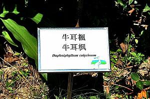 『牛耳楓』という我々日本人にも想像しやすい植物などなど変わったものが多くありました。