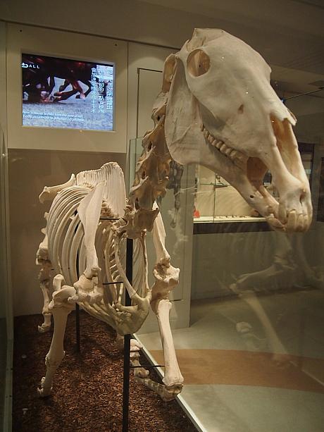 剥製と並ぶくらいインパクトが強い骨格標本も展示されています！