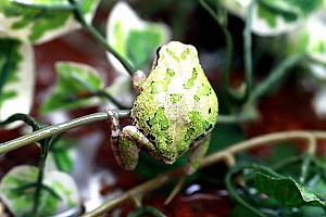 Japanese Tree Frog
<br>やっぱりちょっとシャイで背中を向けているのは、日本の蛙？？
