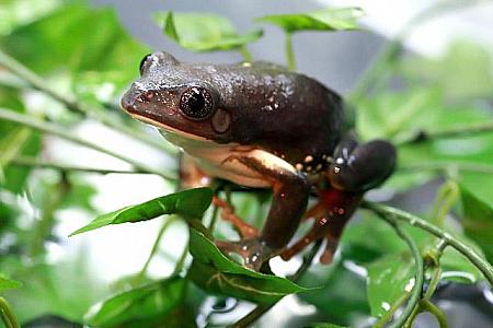 Star eyes Frog<br>さすが、“スターアイズ”というだけあって、潤んだ瞳が輝いています。\n