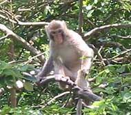 通称猿山公園に行ってきました。 -城門郊野公園より