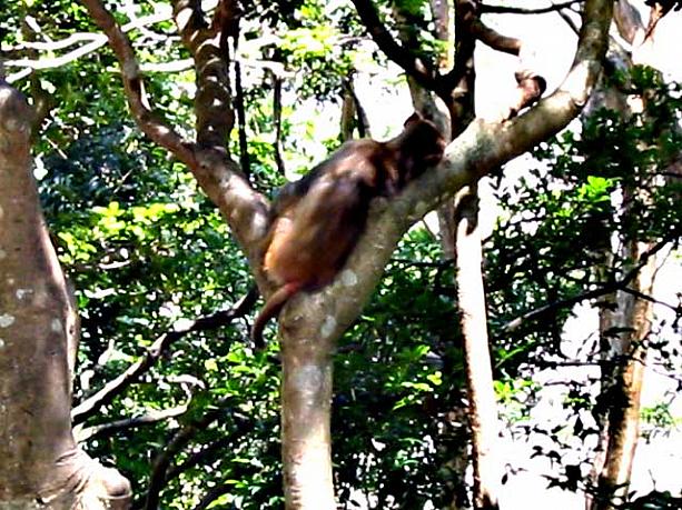 カメラ慣れしている猿もいて、エサをねだってきますので写真も遠くからのほうがいいです。こちらはお昼寝ザル。