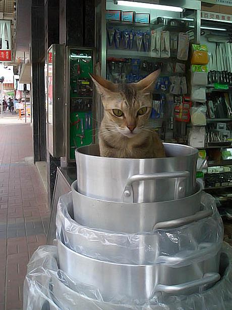 調理用具店の店先には、“なめネコ”ならぬ“なべネコ”が！　ちんまりと座って招き猫のお役目を務めています。こんな表情に癒されて、香港の人たちは毎日がんばっているんです。