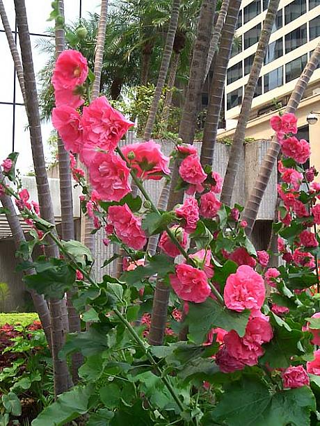 この季節は、多数の鮮やかな花もまったりした雰囲気に色を添えています。