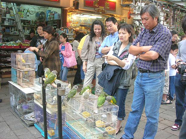 籠から出していても、逃げて行かないんですね。かわいい鳥の姿にお客さんも和んでいます。
