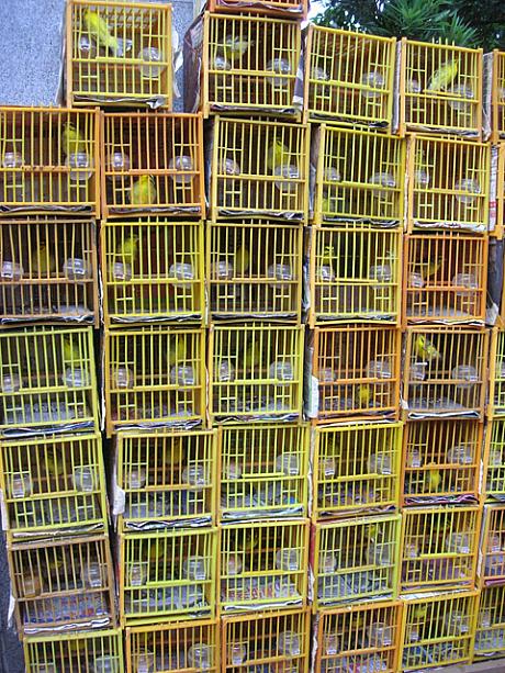 香港らしく、鳥も高層マンションに住んでいる？？