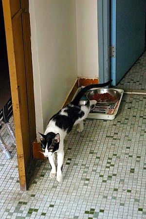 気ままに歩き回る猫たちも、お腹が減っては大変。餌はいつでも食べられるようにアトリエの一角に水と一緒に用意されています。至れり尽くせりです。