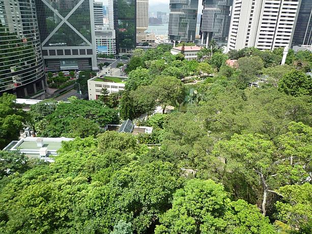 眼下には、香港公園の美しい緑の木々。気持ちいい～！（香港公園より）
