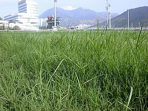 田中騎手が重いと感じた香港の芝
