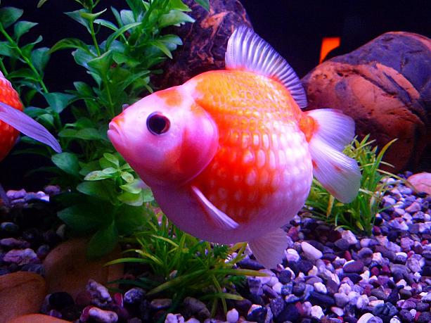 金魚寶殿には、珍しい金魚がたくさん展示されています。