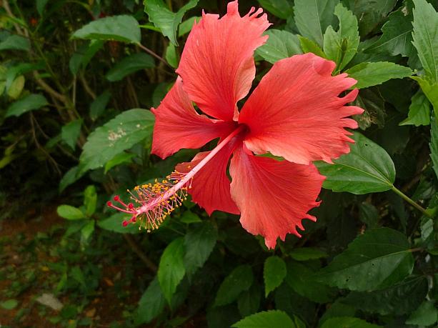 ハイビスカスといえばこの赤い花を思い浮かべますが、実はこれはフヨウ（ハイビスカス）属の「ブッソウゲ」という名前なのです。