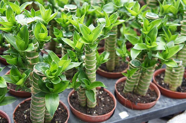 太子のフラワーマーケット 香港ナビ