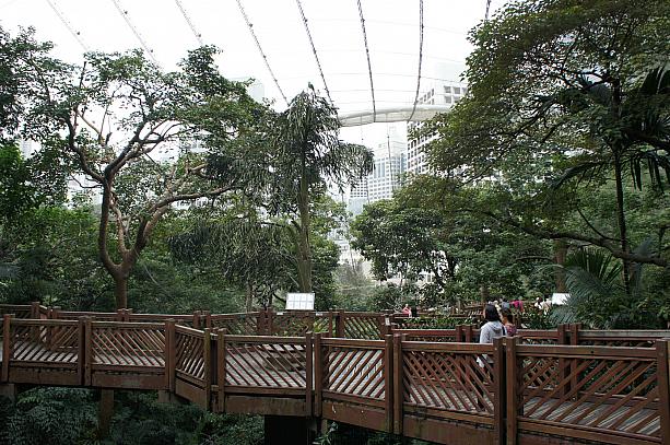 香港公園の中には大きな野鳥園があります。