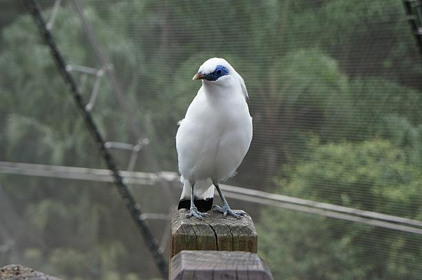 いろいろな鳥を間近に見ることができますよ。