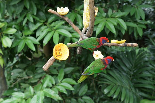 カラフルな鳥がいっぱいです 香港ナビ