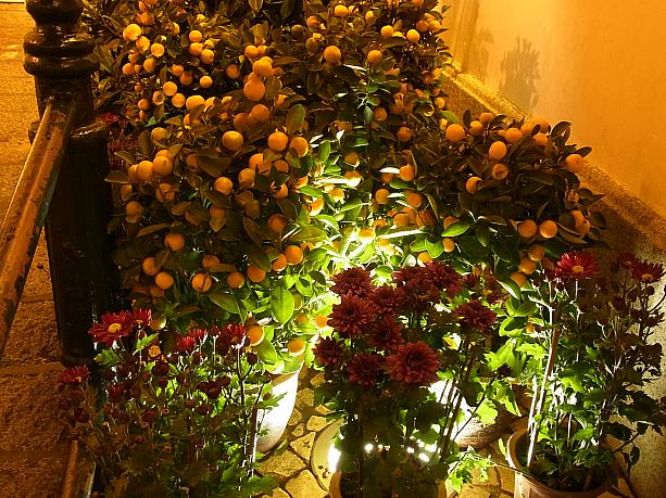 仁慈堂の横の路地には、旧正月につきものの金柑の鉢植えがあります。