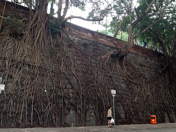 驚くのが石垣にびっしりと伸びている木の根っこ。この木は石垣から生えているのです。