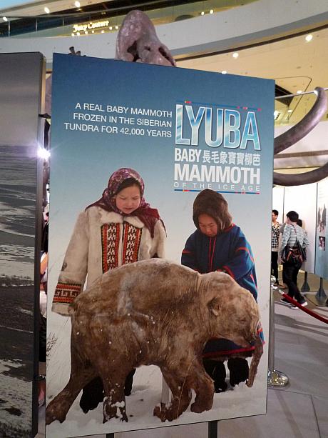シベリアの凍土の中から発見されたマンモスの赤ちゃん「Lyuba（リューバ）」が香港にやってきました。