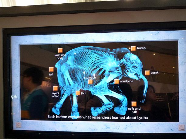 大型犬とほぼ同じ大きさのリューバ。珍しい展示ですので、ゴールデンウィークに香港に来られる方は覗いてみては？見学無料です。