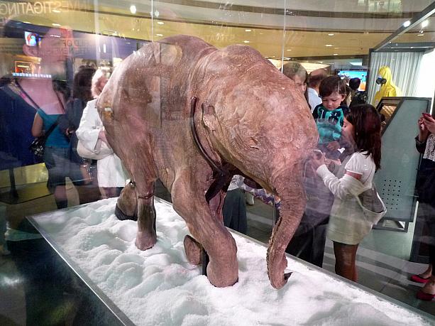 約4万年前に推定生後1ヶ月で死亡したリューバ。