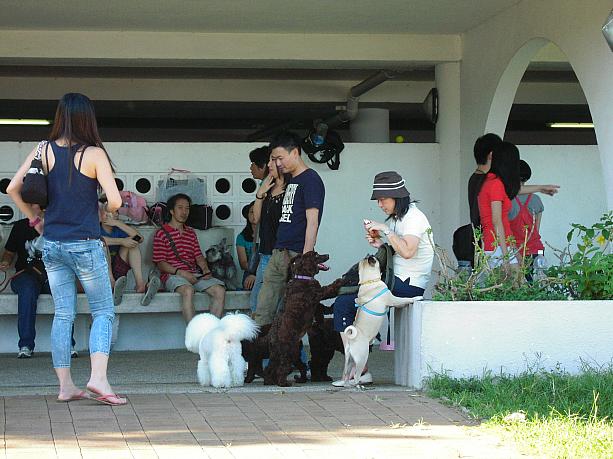 西貢は、犬が自由に遊べる数少ない場所