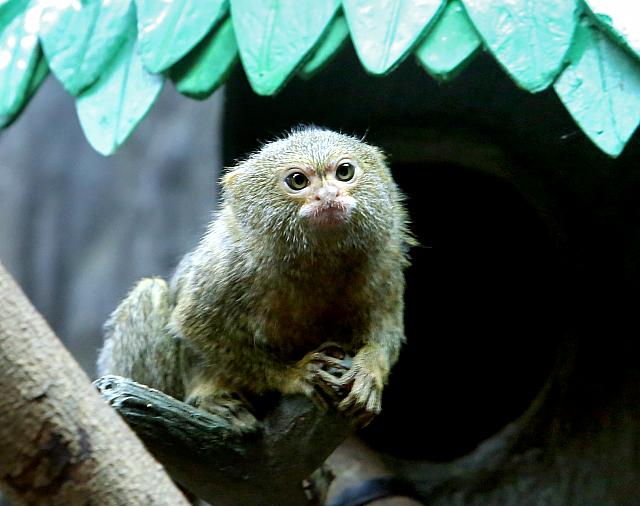 オーシャンパークで珍しい動物に会える 香港ナビ