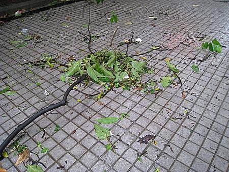 強風の影響で木の枝もかなり落ちていました。ニュースによると、木が倒れた場所もたくさんあったとか。