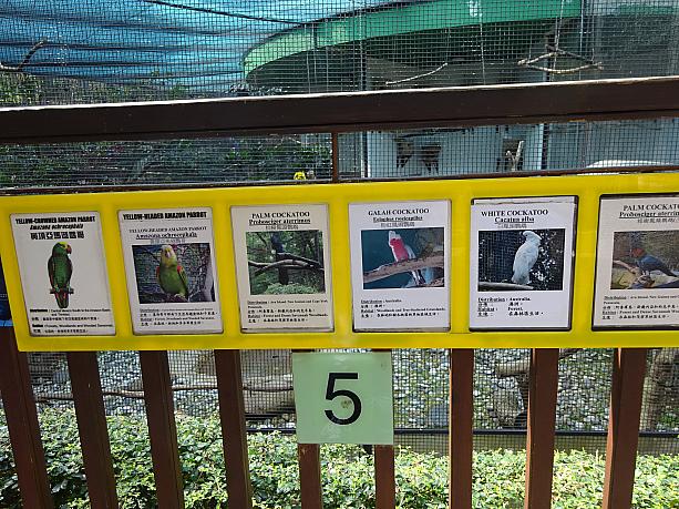 どのセクションにどの鳥がいるのか、ちゃんと説明もありますよ。