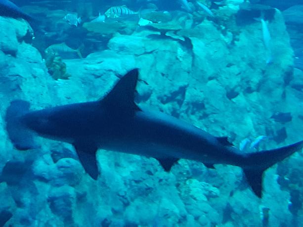 じゃーん！何とサメなんです。オーシャンパークにはサメだけの水族館もあります。