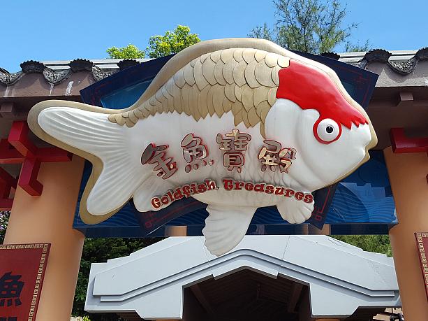 金魚だけの水族館www。風水にいいので、香港では金魚が大人気。