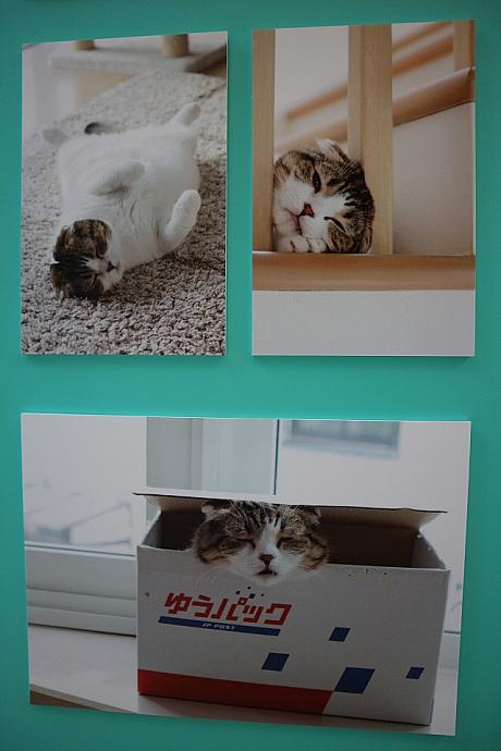 宅配の箱で猫ちゃんが届いたら、嬉しいなぁ～