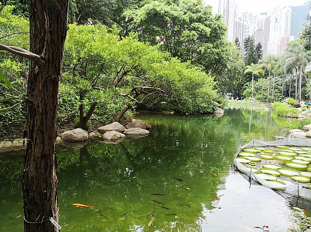 緑があふれていて、まるで香港ではない感じですが…