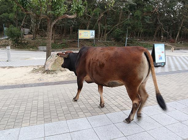アジア最大級の屋外大仏で有名なゴンピンも、ちょっと前までは牛だらけで有名でした。観光客で賑わうエリアを堂々と歩く牛に驚きながら、シャッターを押した経験がある方も多いのでは！？