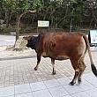 アジア最大級の屋外大仏で有名なゴンピンも、ちょっと前までは牛だらけで有名でした。観光客で賑わうエリアを堂々と歩く牛に驚きながら、シャッターを押した経験がある方も多いのでは！？