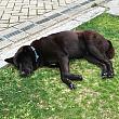 ゴンピンで見かける犬はどの犬もちょっと体が大きめで、そして多少”もっさり”した感じ。そして殆どの犬が寝ています。