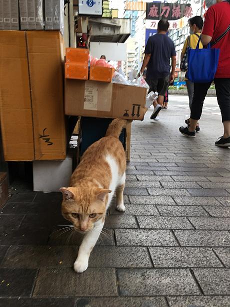あ、深水ポーに限らず、香港って店番をする猫店長さんがたくさんいますよね