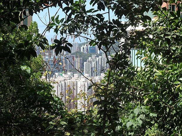 街と山がとっても近くてコンパクトな香港。木の間から見える風景がこんな高層ビルというのも、香港ならではではないでしょうか。