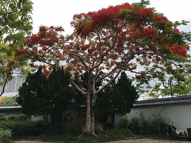 公園で、鳳凰木を見つけました。南国香港に似合う豪華な花を咲かせる木です。
