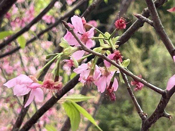 日本の桜より色が濃いですね。ずっと桜を見ていなかったので、とっても嬉しかったです。